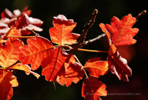 Red leaves and yellow veins shone through by sunlight against a dark background.