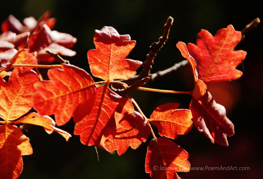 P- flower, plant - Red Leaves of Poison Oaks, #2