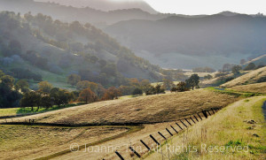 Rolling California hills and golden valley of oak trees in autumn colors, grazing cows, power tower on the misty top, fences along winding paths. This painting-like photo is also called "Golden Valley, Misty Hills". Photographed at the Black Diamond Mine, California.