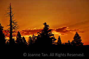 Photographed at sunrise by the north shore of Lake Tahoe, when orange and red fire in the sky foretold the rising Sun, below the pines' silhouette.