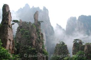 A closeup look at the strange shapes of sharp cliffs, vegetation grown in cracks of rocks, steaming misty air. Photographed in Huangshan, Anhui, China.