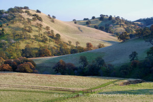 Gentle slopes of Northern California's golden hills with oak trees, fences, and paths in the valley below.