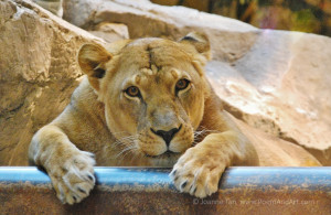 This lioness eyes are wild, intensely focused, cold. Two paws on the metal bar.