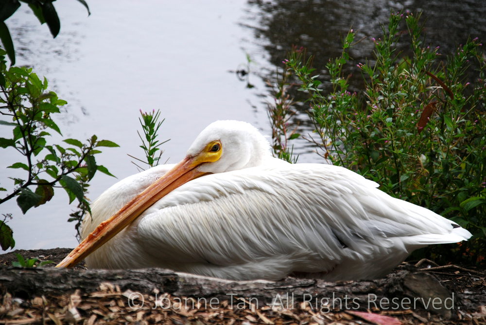 p - Animals - A Long Beak White Pelican Half Asleep