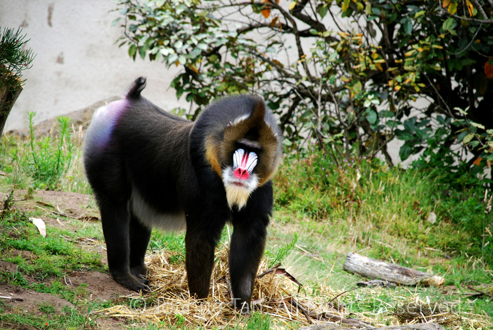 p - Animals - A Mandrill of Bright Colored Face & Rear