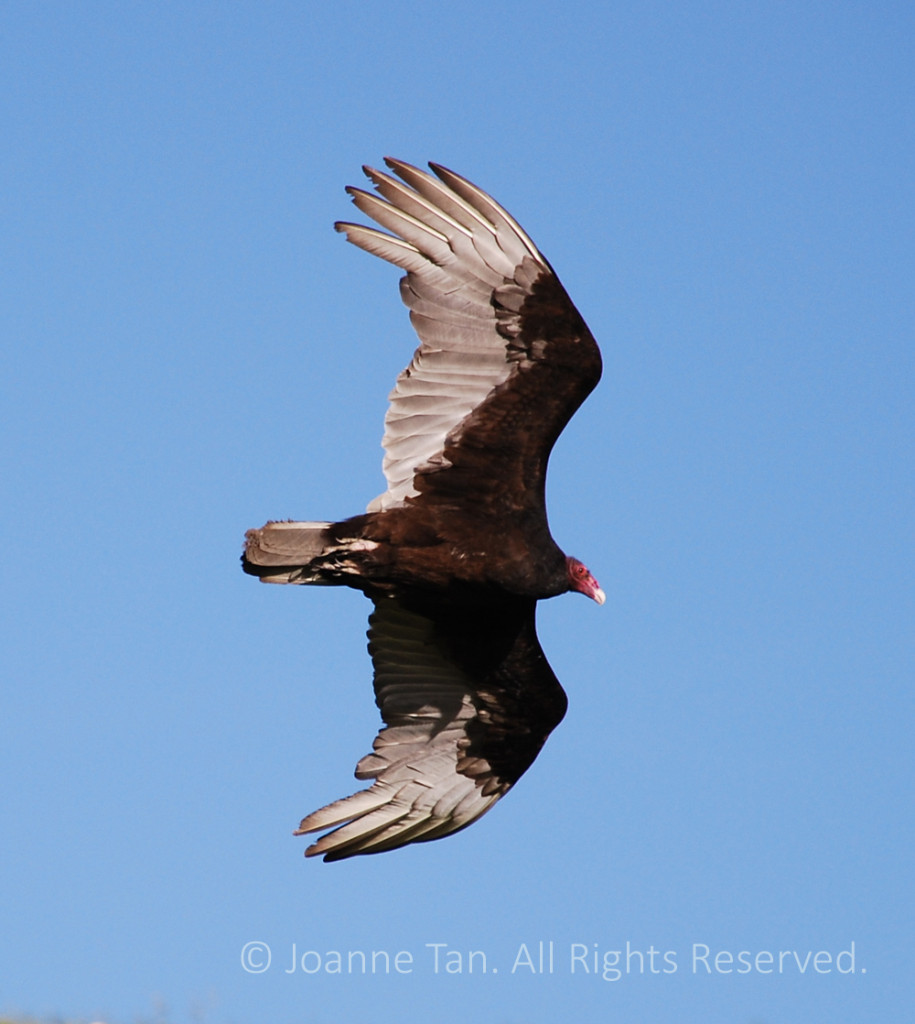 p - animals - A Bald Headed Vulture Hawk's Dive from the Blue Sky