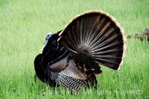Grass grass, black feathers, red crown, blue faced tom male wild turkey displaying his tail.
