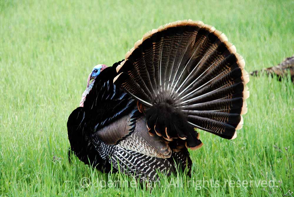 p - animals -  A Tom Turkey Spreading Fan-shaped Tail Feathers (strutting)