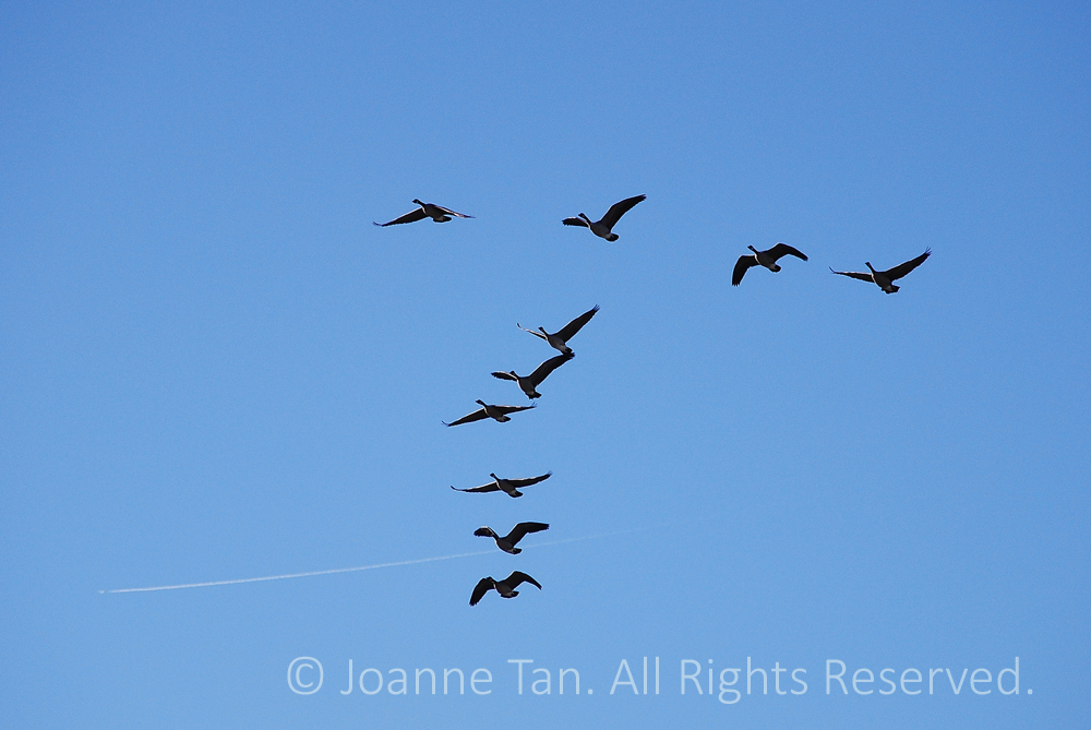 p - animals - A V -Shaped Formation of Migrating Geese in the Sky