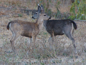 Two little deer in the bushes of Northern California,their color camouflaged as the land's.