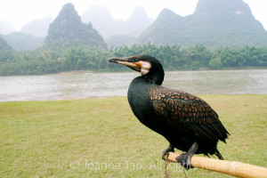 By the Li Jiang River bank, this green eyed bird perches on a bamboo stick, with Guilin's mountains rolling behind.
