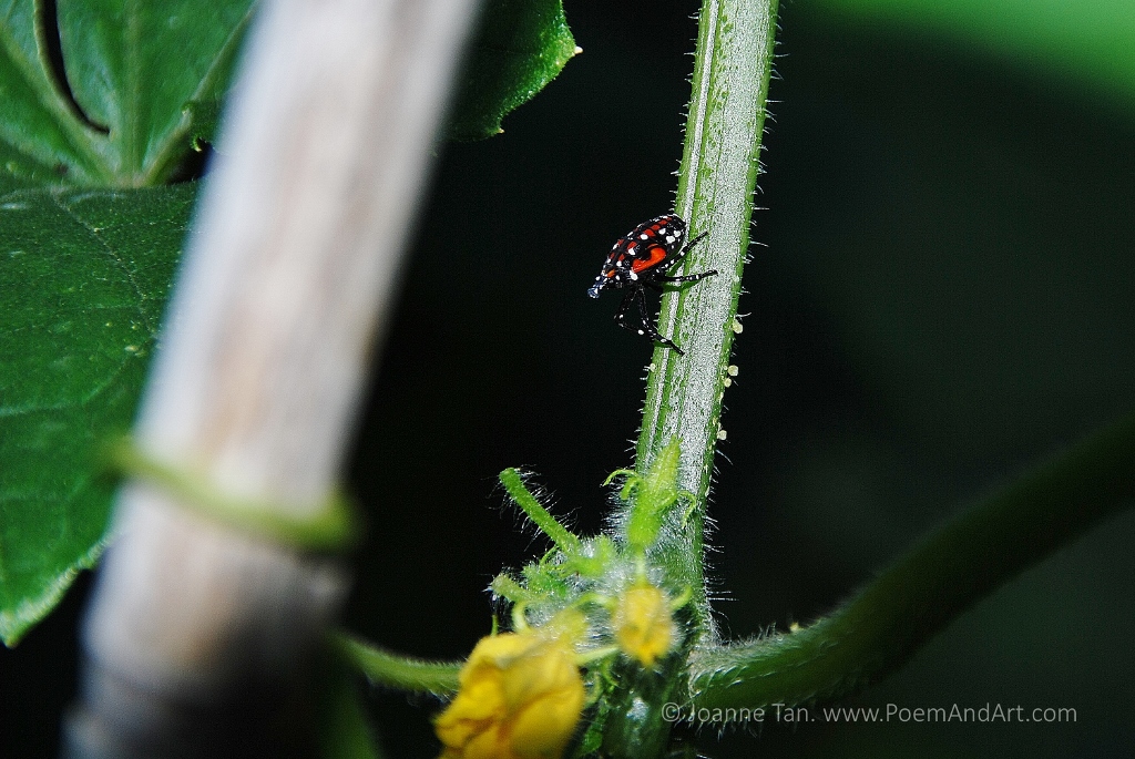 p-flower-plant-animal- A Bug with Red, White & Black Dots
