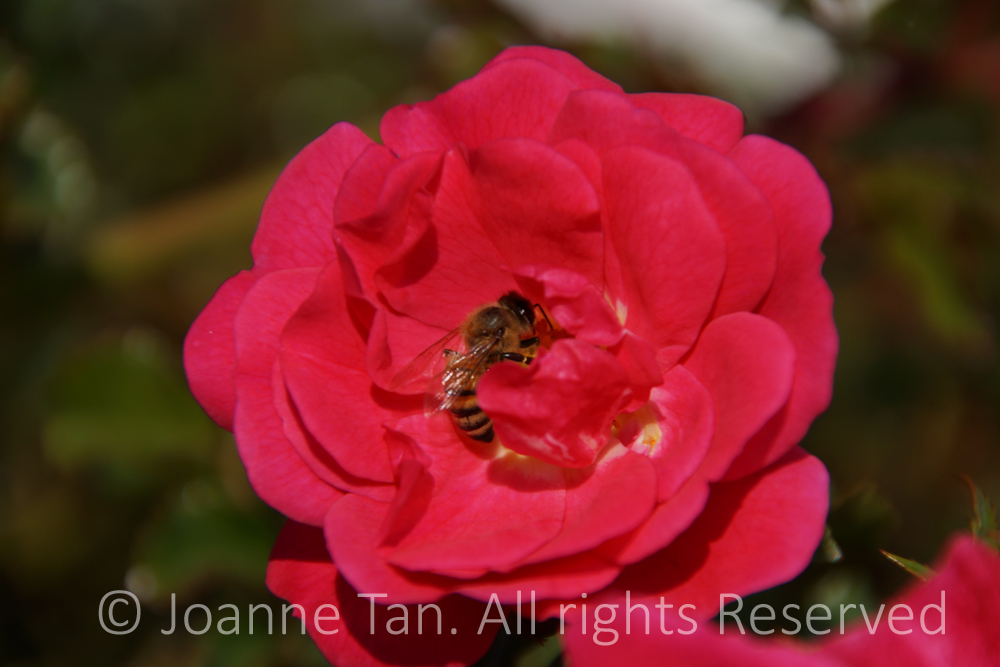 p - flowers - A Bee Inside a Red Flower