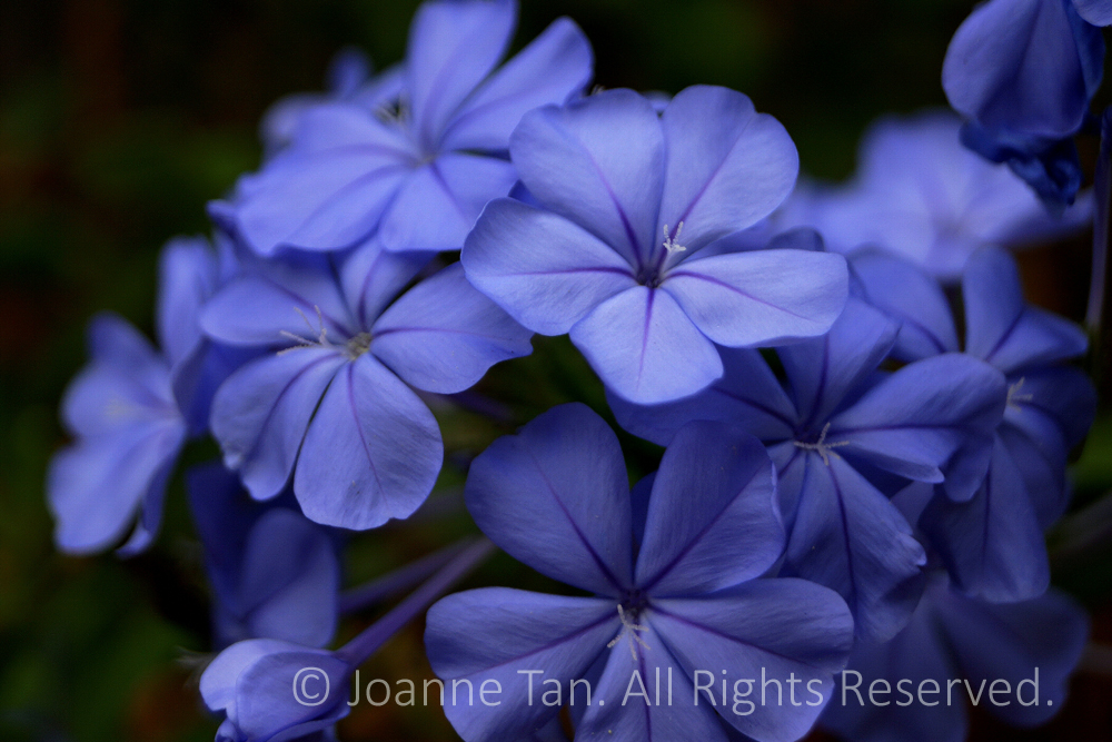 blue, purple, violet colored star-shaped pedals with delicate white carpel or pistil in the center.