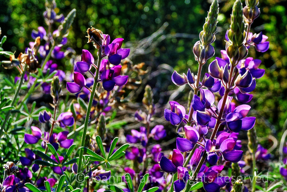 p - flowers - Purple Wild Flowers