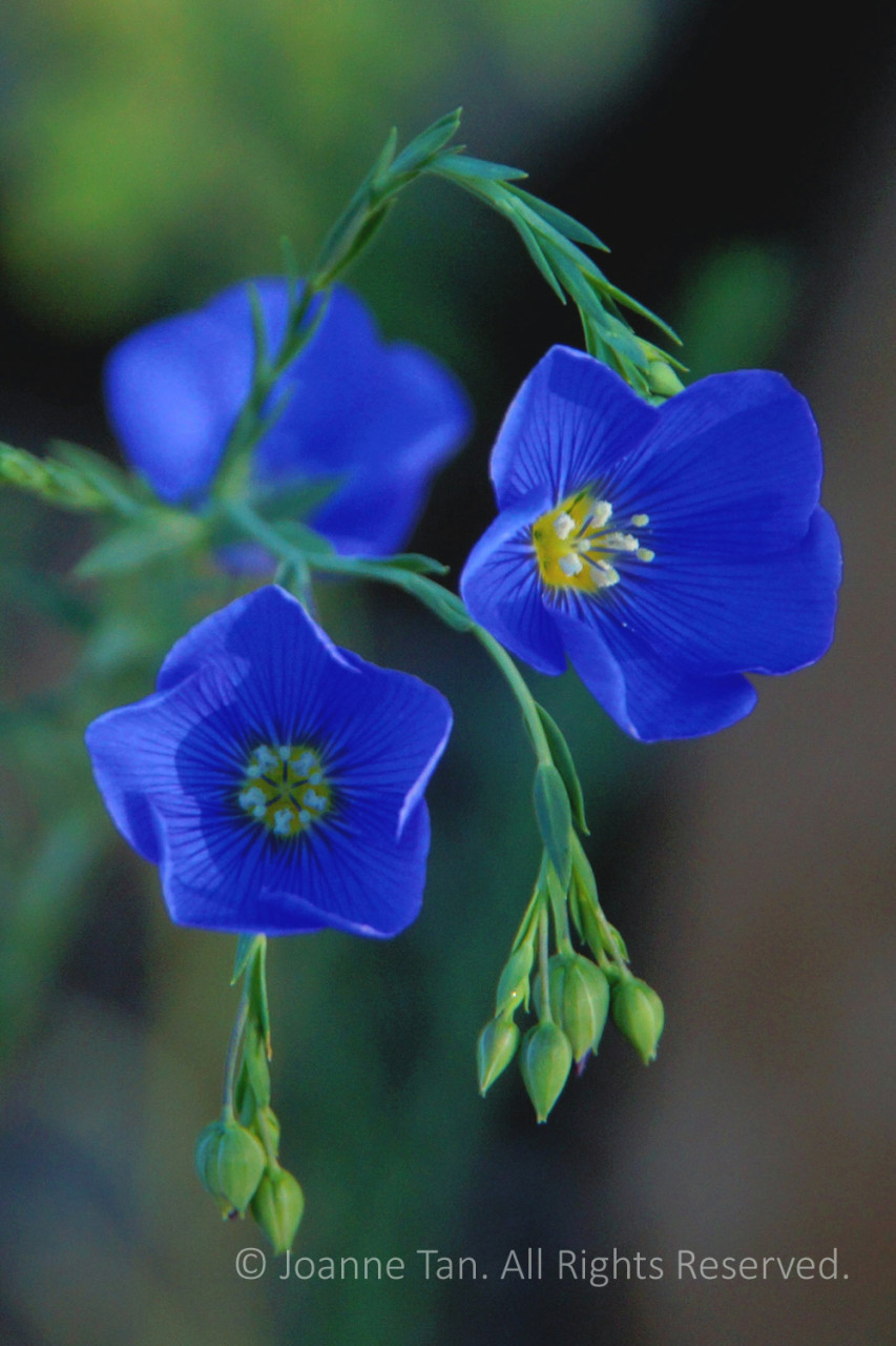 p - flowers - plants - 3 Little Blue Flowers