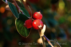 3 little red berries with tiny hairy white fuzz, oval shaped leaves and golden sun spot.
