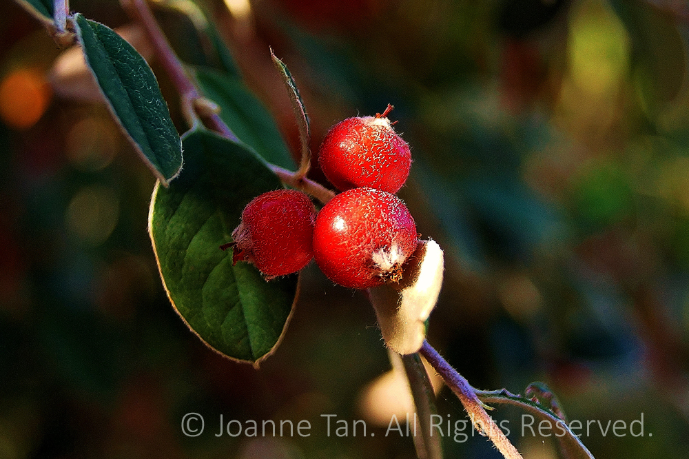 p - flowers - plants - 3 Red Berries