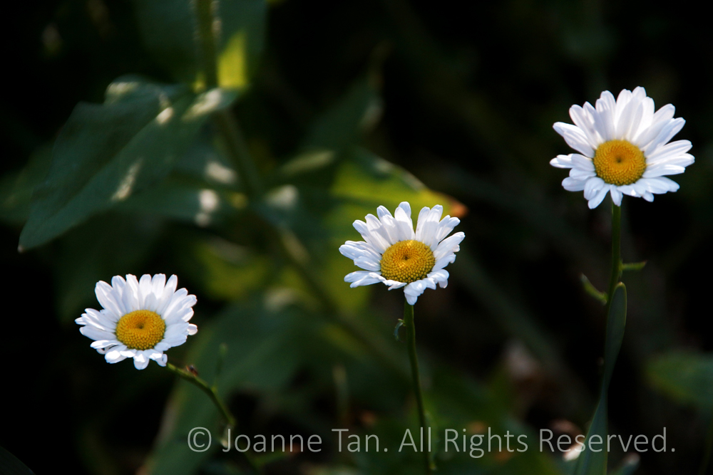 p - flowers - plants - 3 White Wild Flowers