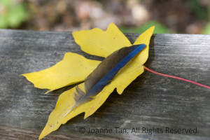 Embraced and held by a yellow maple or liquid amber leaf with a red stem, a blue and black feather rests on it, both on a piece of wood.