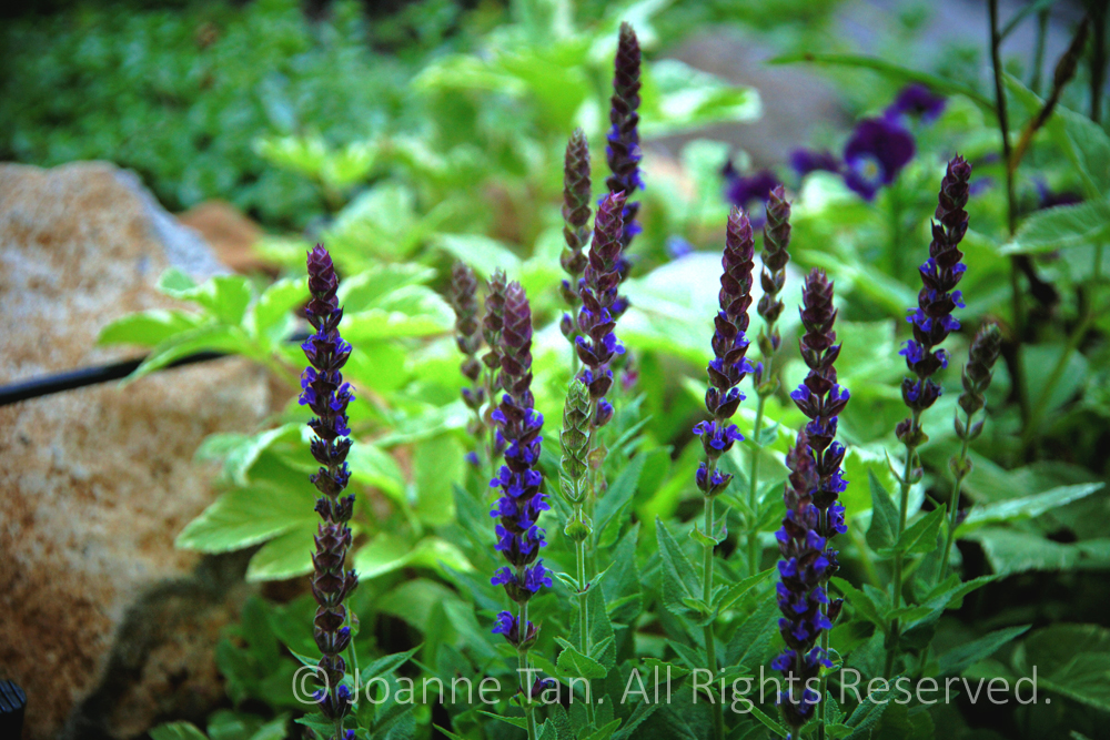 p - flowers - plants - A Bunch of Purple Lavenders next to a Rock