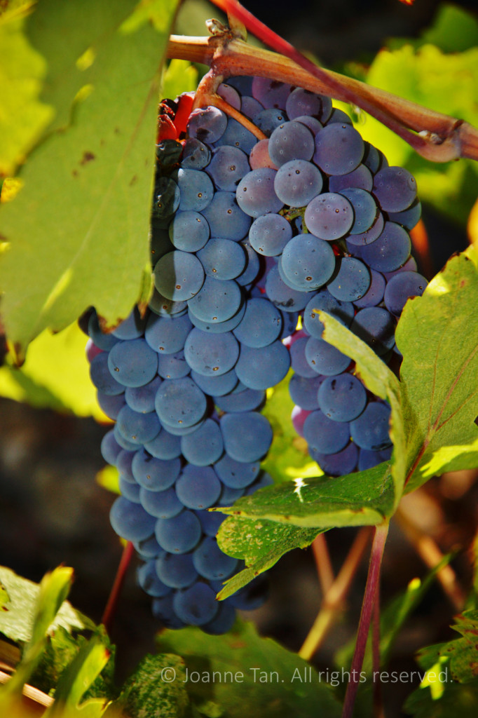 Wrapped around in green vine leaves, here is a cluster of purple grapes and the sunlight behind.
