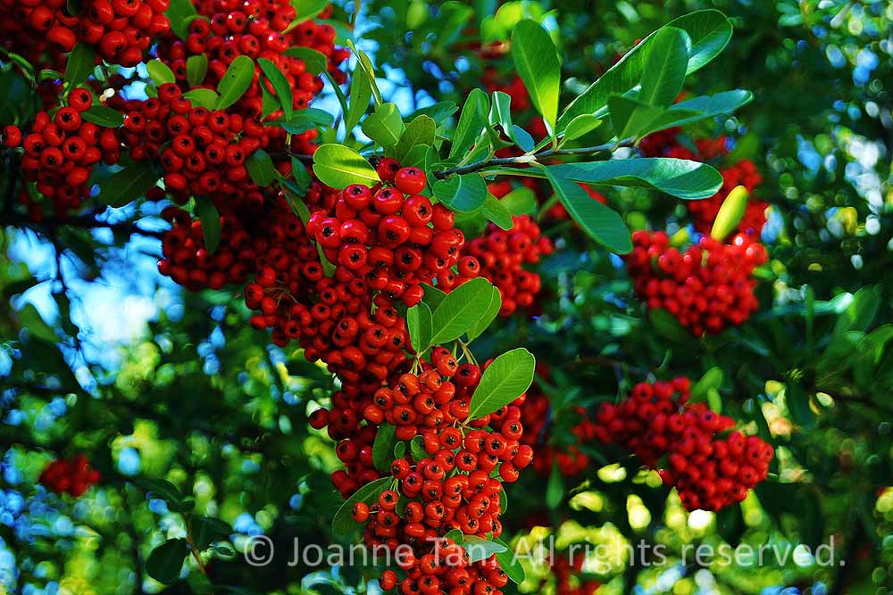 The green leaves seem to reach out of the picture, while the red berries seem to drip with the color.