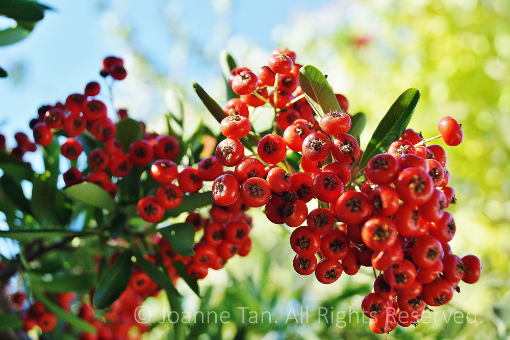 In bright sunlight, red, green, blue, vibrant colors of fall/autumn, Christmas red berries.