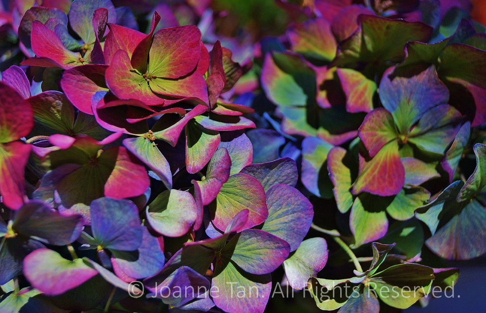 p - flowers -plants - A Hydrangea,Multiple Colors