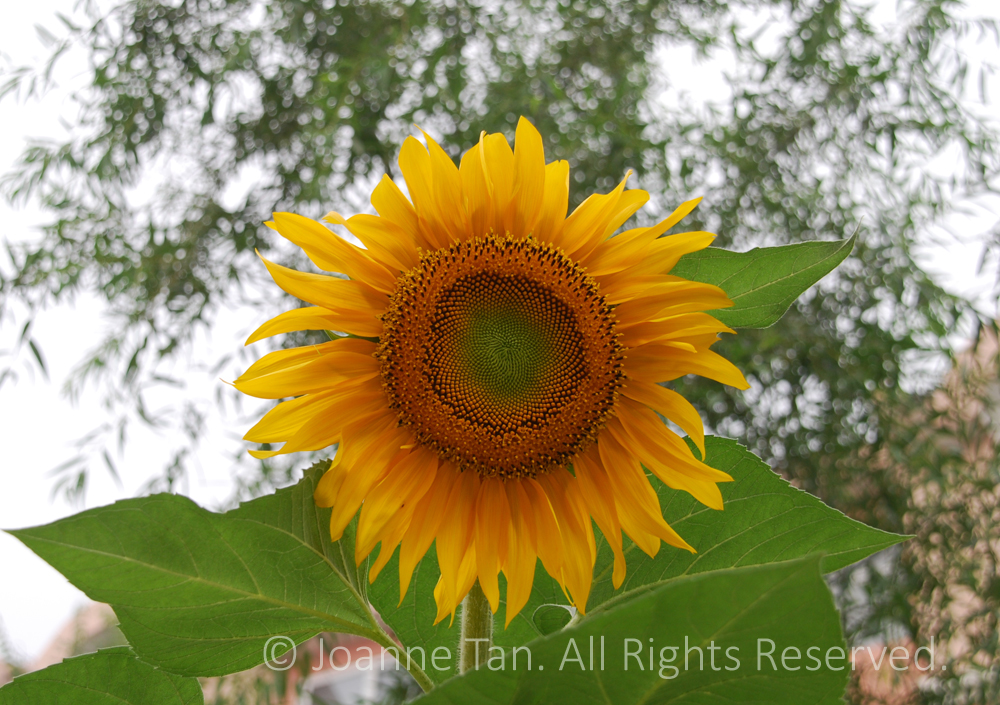 p - flowers - plants - A Yellow Sunflower