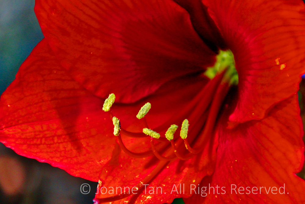 p - flowers - plants -Amaryllis, the Christmas Bulb, Closeup