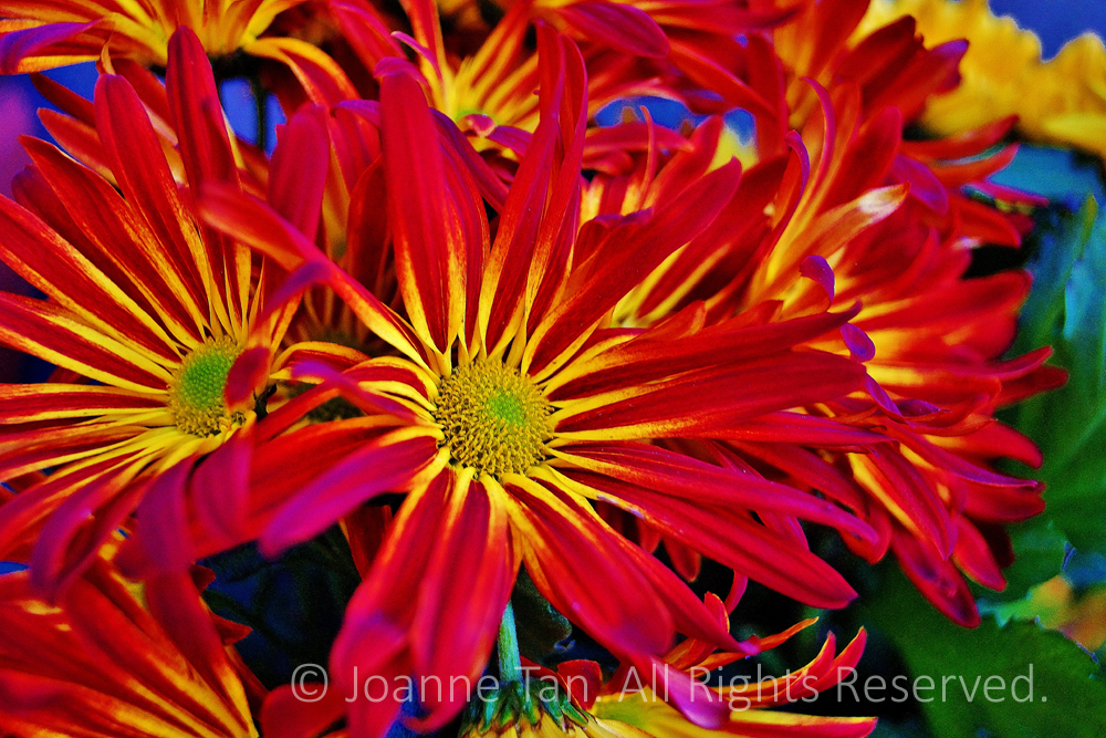 p - flowers - plants - Chrysanthemum, Red - On Fire