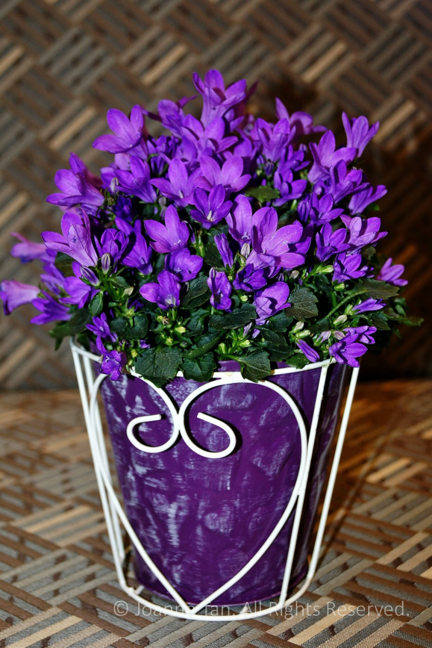 p - flowers - plants - Purple Little Flowers in a Heart Shaped Pot