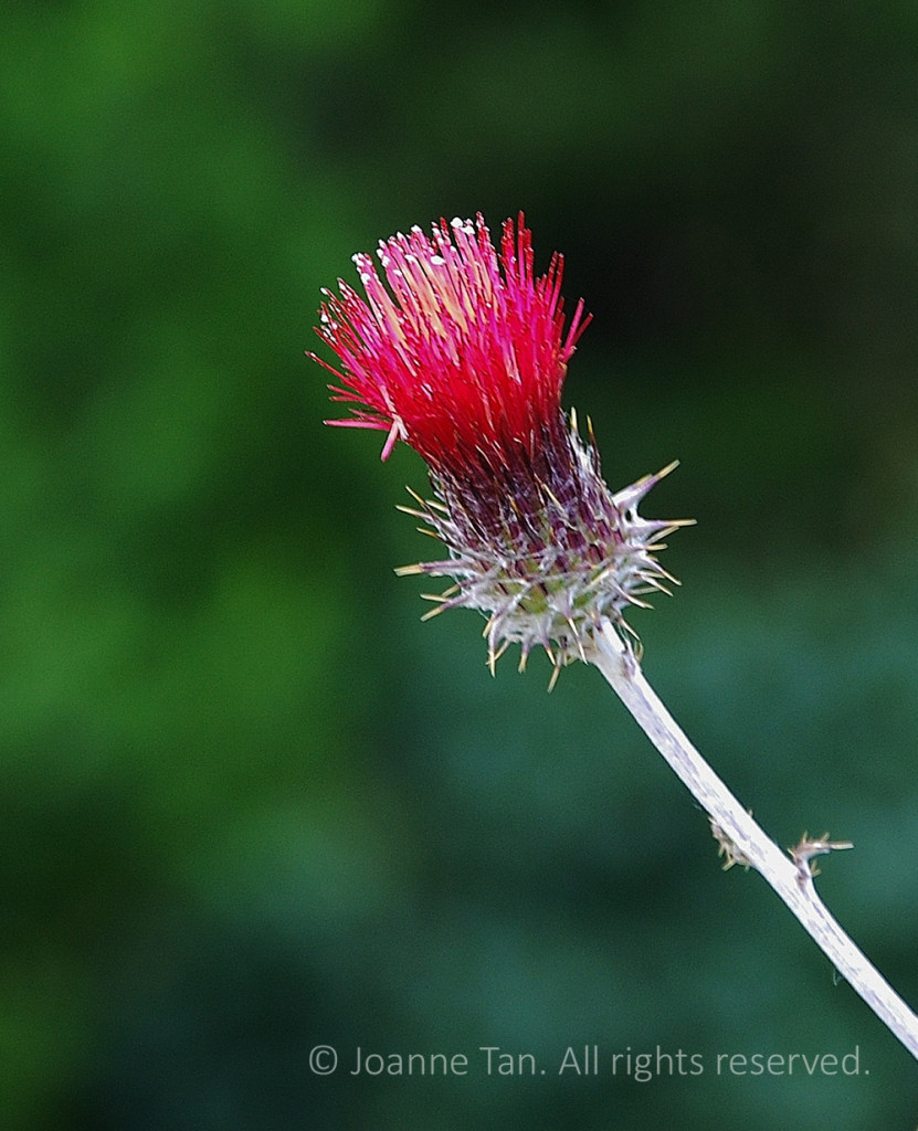 p - flowers - plants - The Red & Purple Head of a Thistle