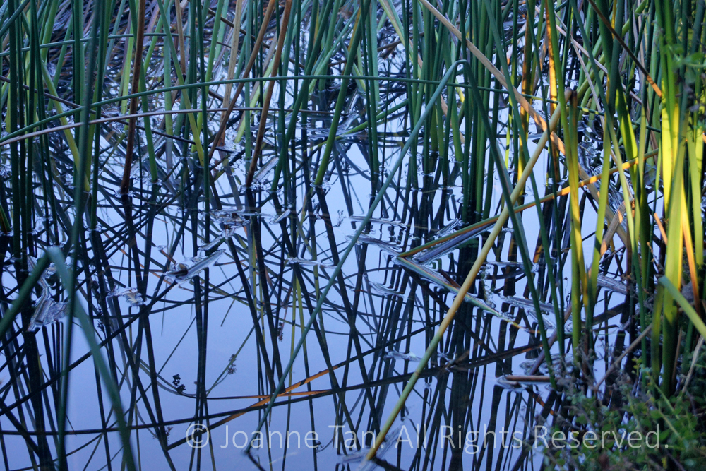 p - flowers - plants - Water Reeds in Early Morning Light