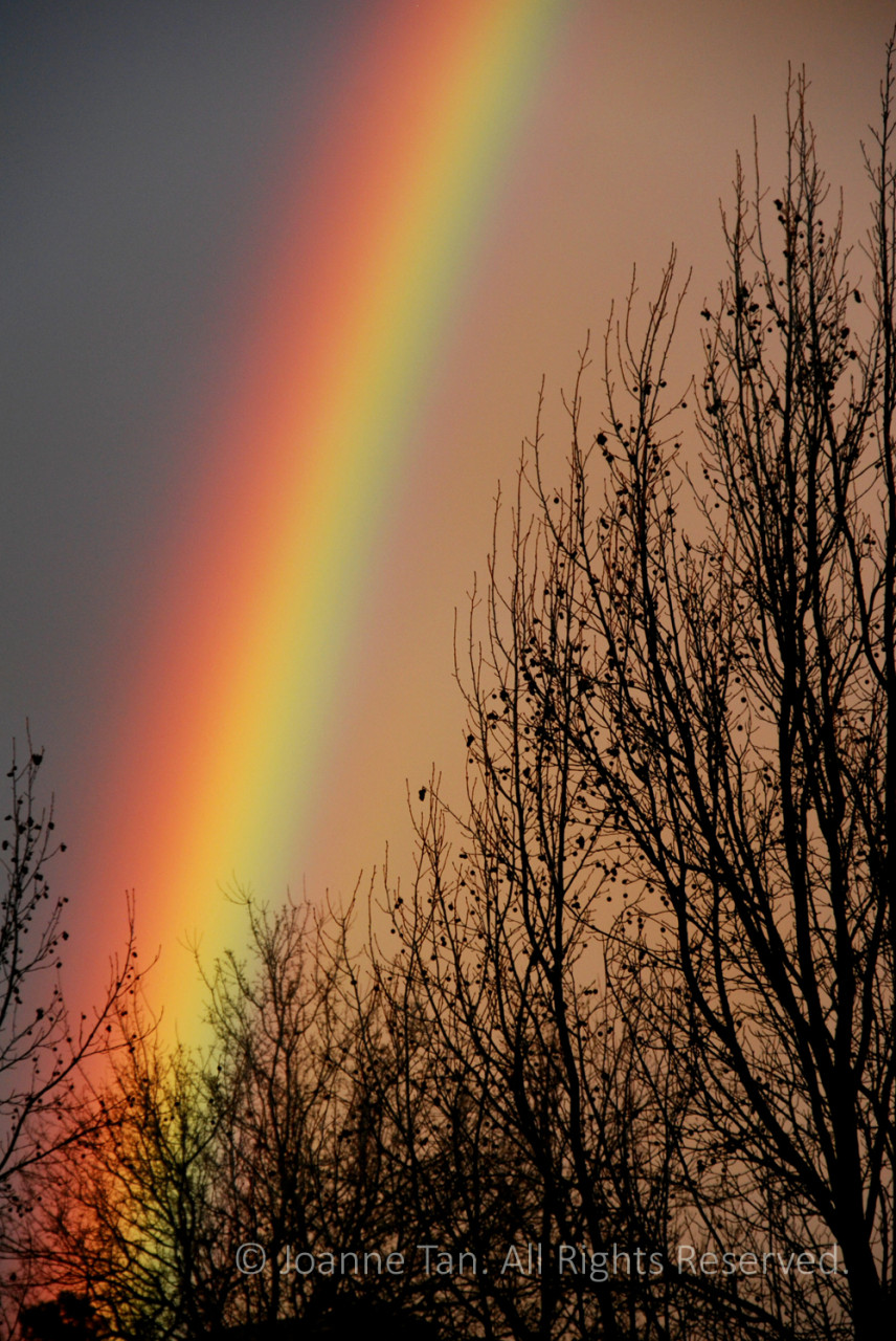 p-landscape-A Rainbow over Winter Trees