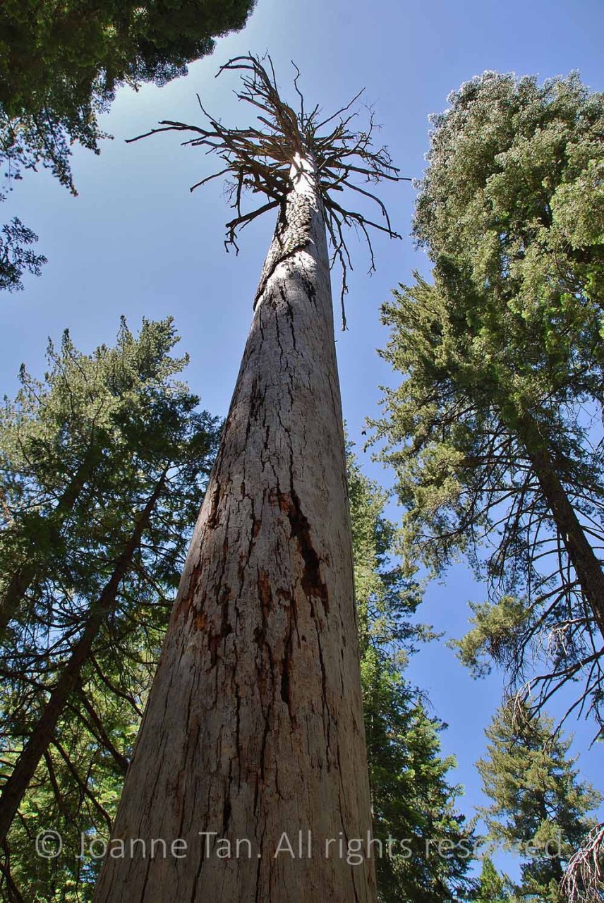 p - trees - Forest - Spirit of a Dead Tree - Straight Up To the Sky - Yosemite, CA