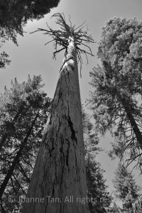 A tall dead tree reaching straight into the sky and sunlight above, surrounded by smaller living trees.