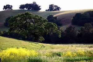 Yellow mustard, fences in the field, and the full canopy of an oak tree sparkling in light, below a gentle hill.