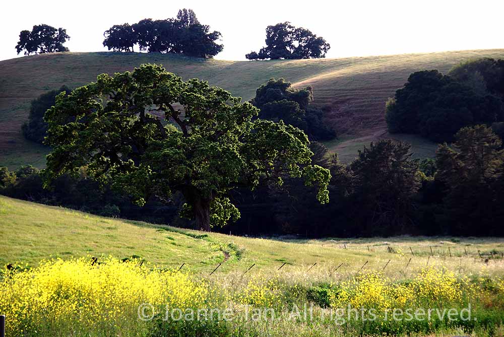 p - trees - Spring Mustard & Shimmering Oak - Northern California