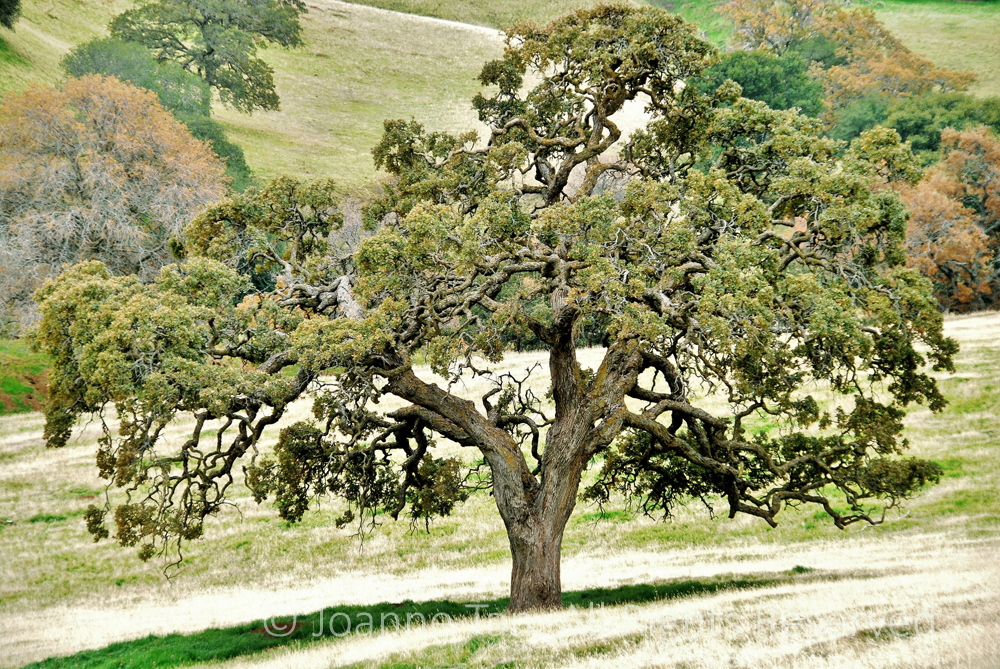 p - trees - Wilderness Oak Tree #1, Northern California