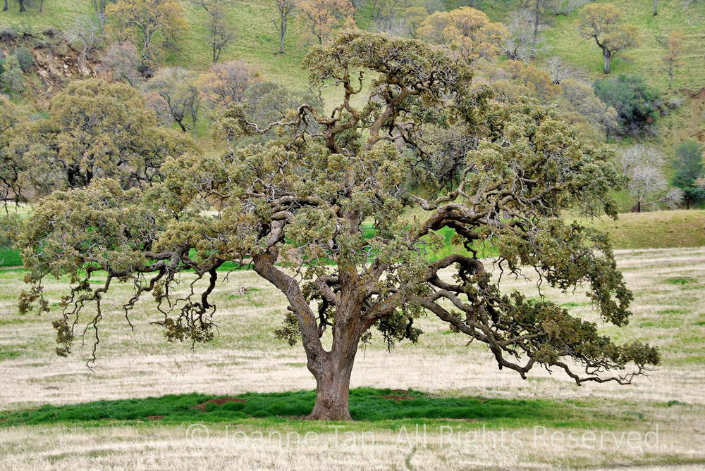p - trees - Wilderness Oak Tree #2, Northern California