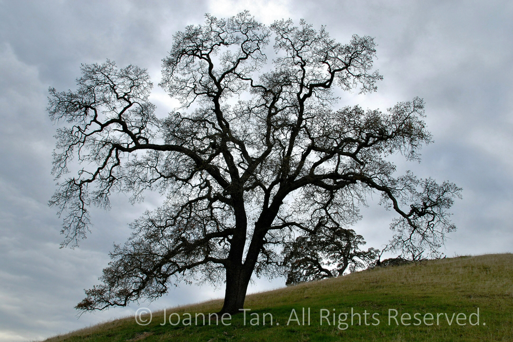 p - trees - Wilderness Oak Tree #3, Northern California