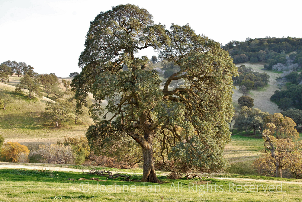 p - trees - Wilderness Oak Tree #4, Northern California