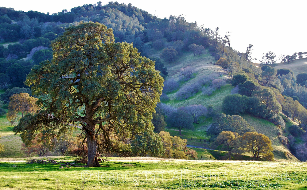 p - trees - Wilderness Oak Tree #5, Northern California
