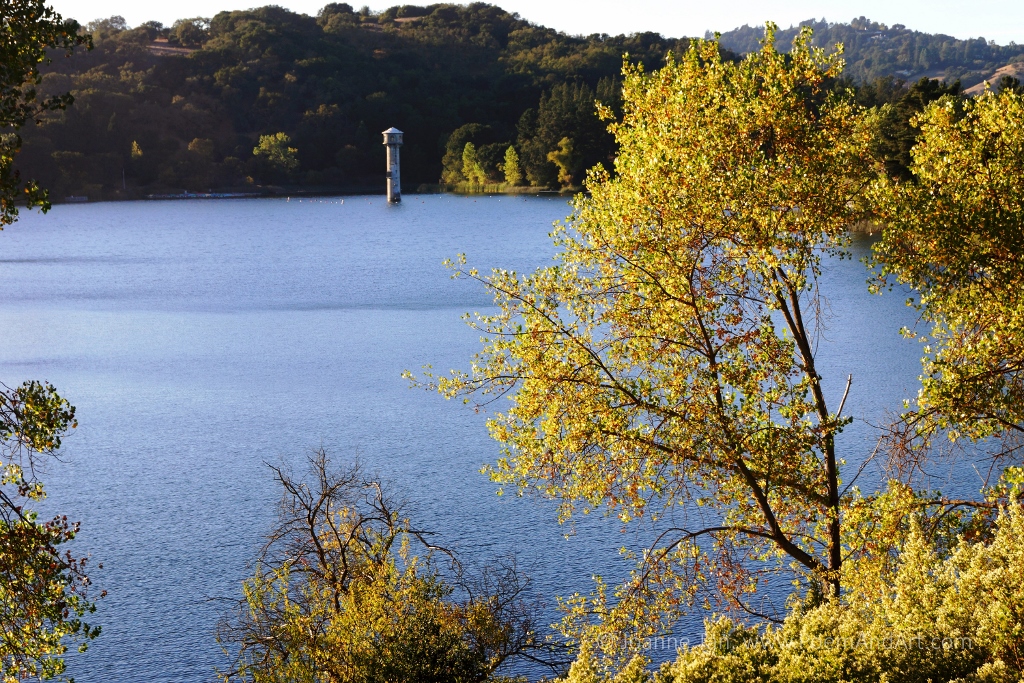 p - trees - Yellow Shrubs & Blue Water, Lafayette Reservoir, CA (1024x683)