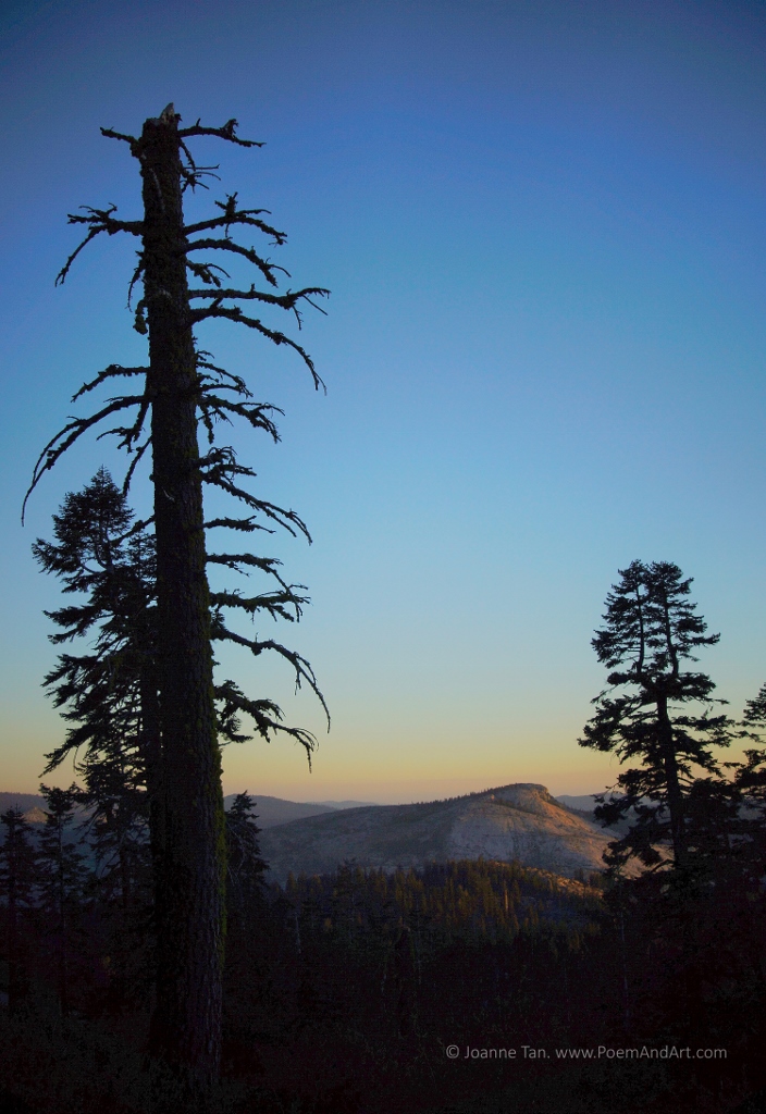 A dead pine tree covered with moss standing tall against hills lit in the last rays of a setting Sun. Picture taken in Lake Tahoe, California/Nevada.