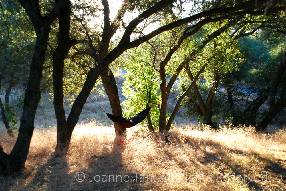 A camper's hammock above golden dry grass, tied to oak trees, in morning light. Wilderness in Northern California.