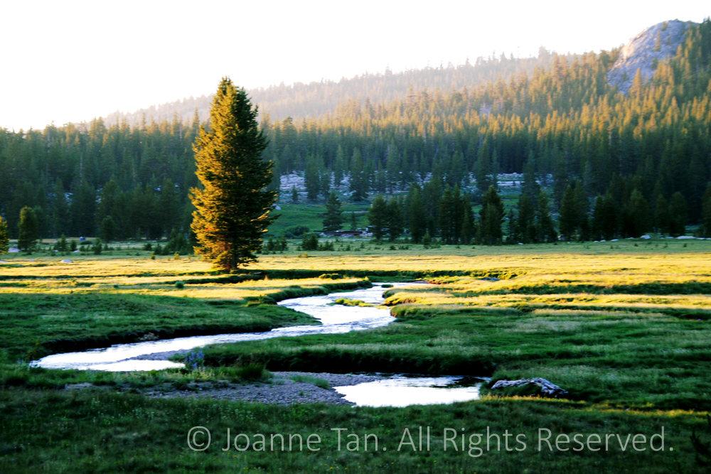 Water path winding on the meadow, a single tree and a forest of pines catching the setting Sun's last rays.