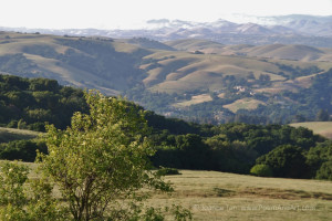 Shrubs, trees, rolling hills and valley in Contra Costa County, CA.